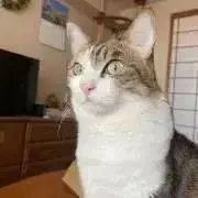 ゆみねこの画像