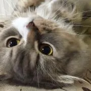 こいぬ丸