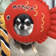 さとうとしあき