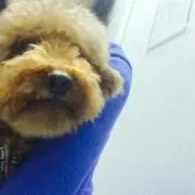ユリの画像