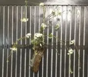 ますちゃん