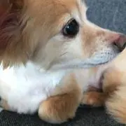 ゆうちゃんの画像