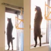 ねこねこ