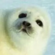 しろまる