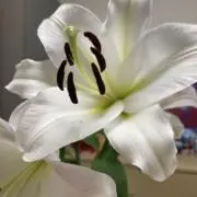 たっちゃんのママの画像