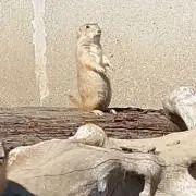 ていきちの画像