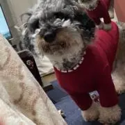 みそ汁。の画像