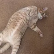 ちゃまの画像