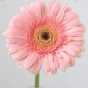 ミールの画像