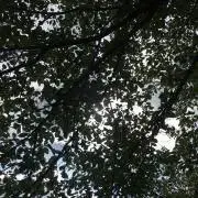 からあげ