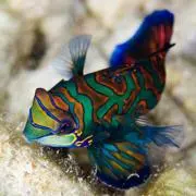 MandarinFishの画像