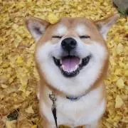 にちゃあぁの画像