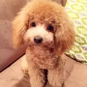 MASA