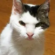 ハルコ
