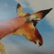 しかのの画像