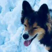 たかの画像