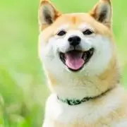 ゆま
