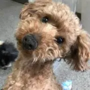 YOUの画像