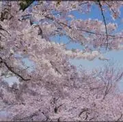 Fujiの画像