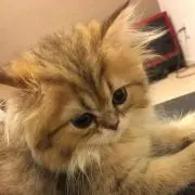 てんてこ