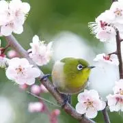 こまどり