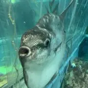 たこの画像