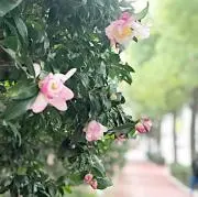 ハロロの画像
