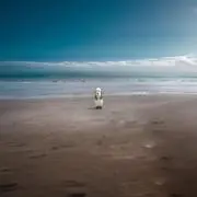 キリシマの画像