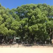 ゆうの画像