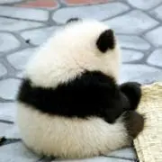 パンダの画像