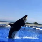 Taichi