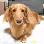 たかの画像