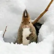 もょこの画像