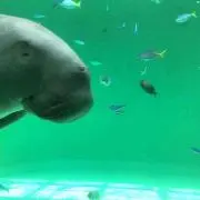 火花