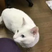 ねこ