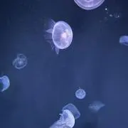 ヨルの画像