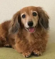 ラブリーペコ