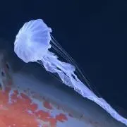かのこの画像