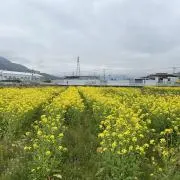 Meni yonjan lamaの画像