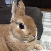 よっちゃんの画像