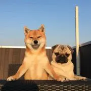 ほんか