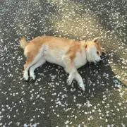 バーキ