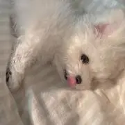 8♡の画像