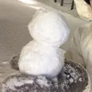 ameの画像