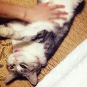 デンボ