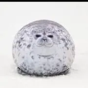 ごまのすけの画像
