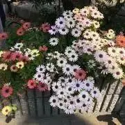 メイの画像