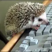 ゆにぴの画像