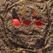 M-Tの画像