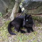 Nyankuro